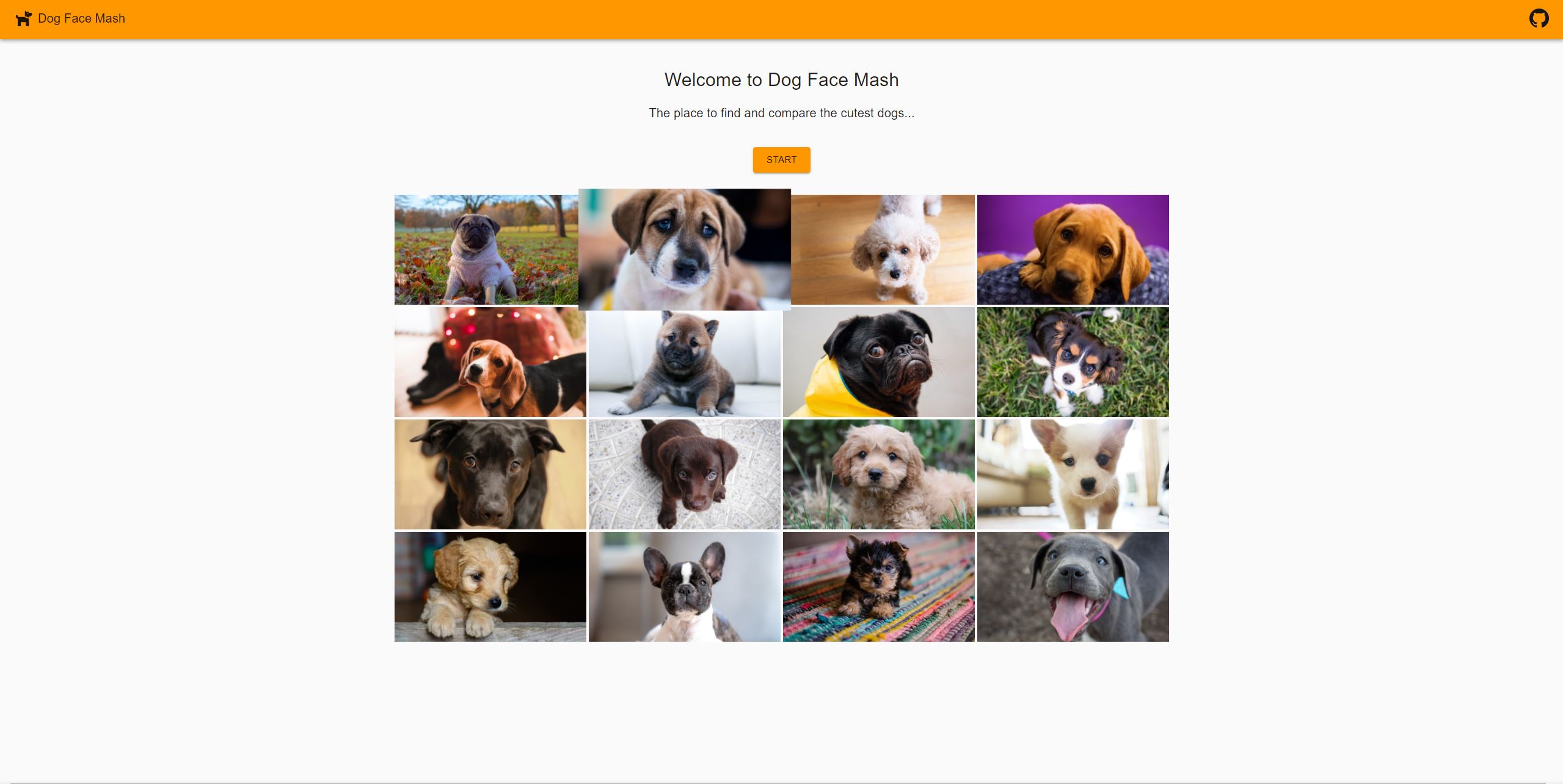 print screen of cute dog pictures